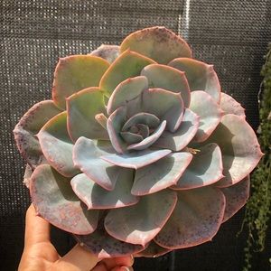 Succulent kit